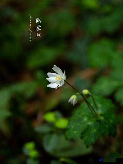 野花免费高清完整在线观看：带你领略缤纷自然之美