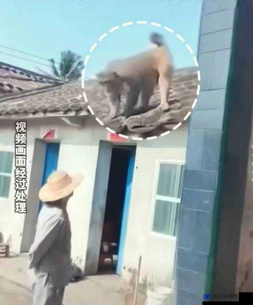 生猴子的全过程不盖被子软件详细解读及相关探讨