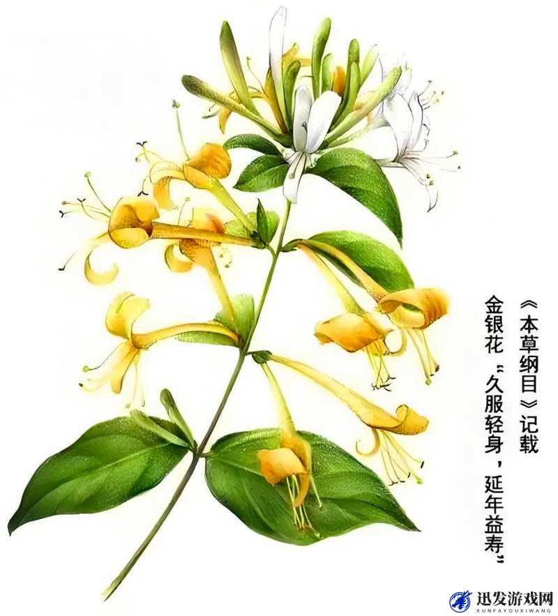 父承子液金银花：传承千年的神奇草本植物之奥秘