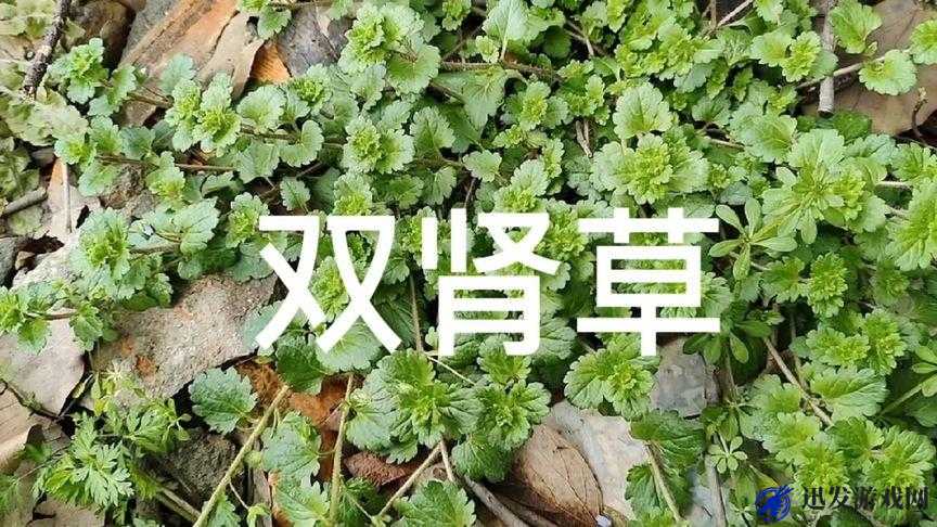 千年难得一见的夜战十女不败的草药：功效强大，你绝对想不到