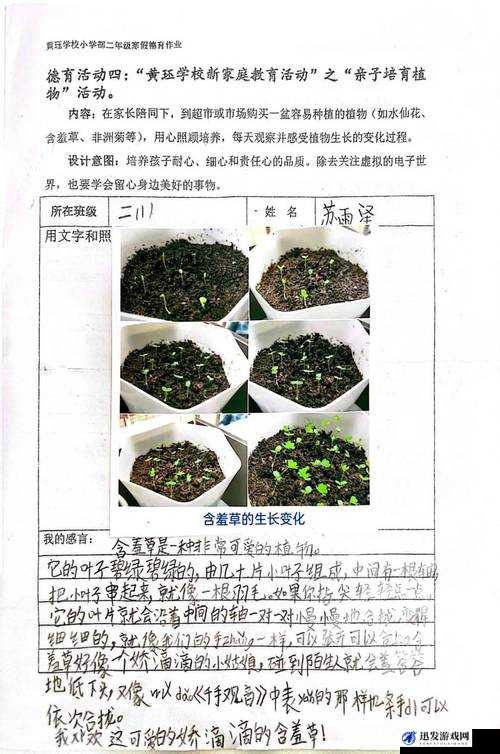 含羞草成年实验所关于植物特性与生长规律的深入研究报告