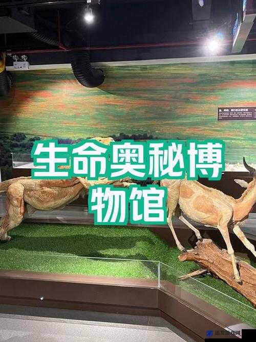 草流视频：探究自然之美与生命奥秘