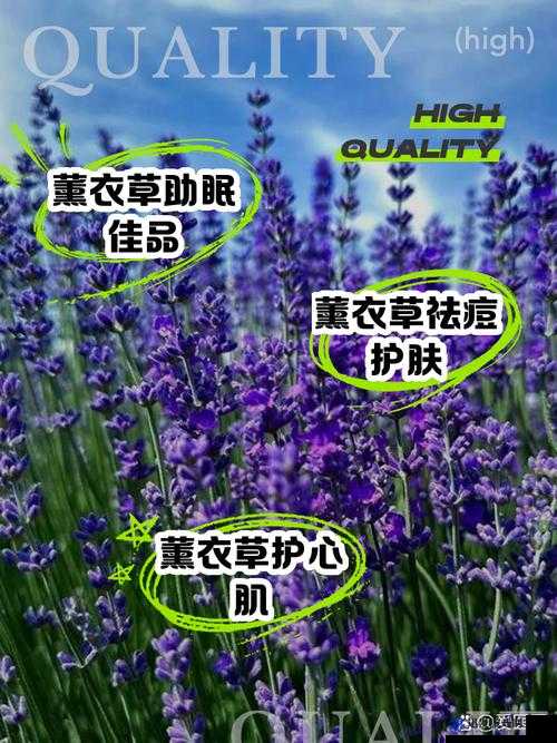 薰衣草研究所网站入口：探索薰衣草奥秘的专业平台