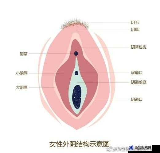 性科普：认识阴毛与女性生殖健康