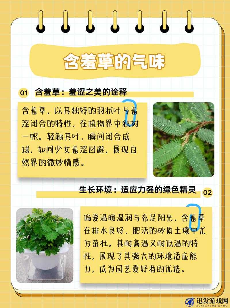 含羞草的茎早晚上有什么特点？