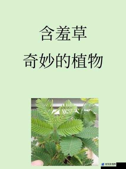 奇异水蜜桃香蕉含羞草：它们之间的奇妙联系与独特魅力