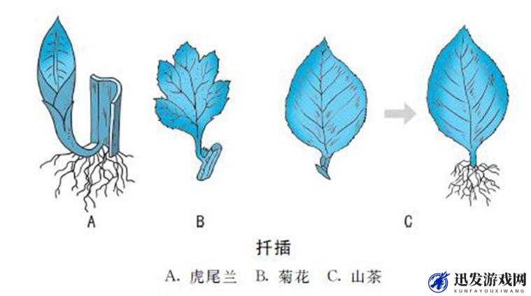 扦插 BB 有何益处：深入了解扦插 BB 的多种好处