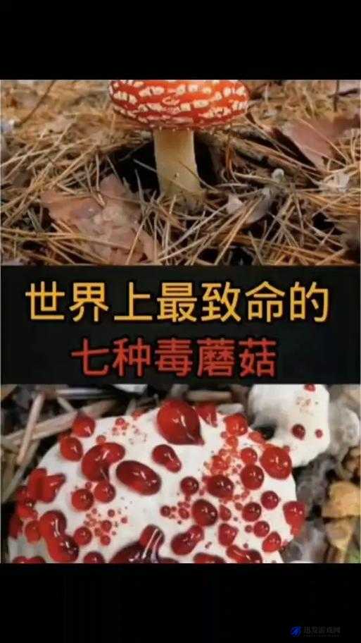 蘑菇还有哪些一级片：带你探索未知的影视世界