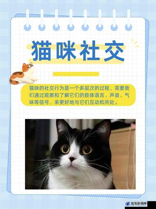 猫咪社交：关于猫咪之间互动交流的深入探讨与研究