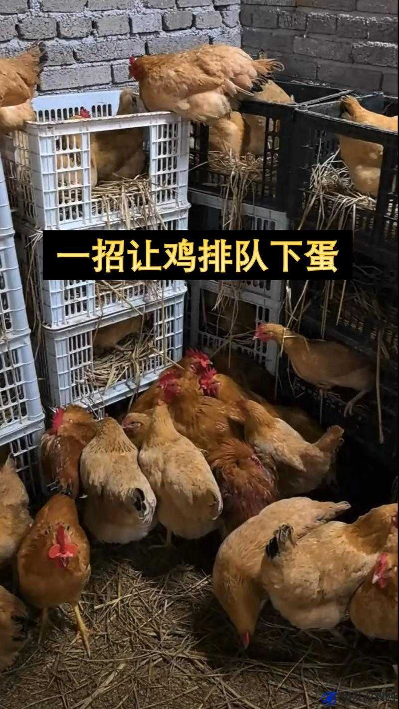 星界边境游戏中鸡不下蛋问题解决方案与技巧探讨