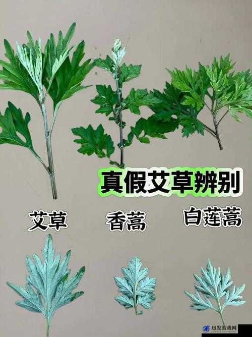 嫩叶草 M 码与欧洲码区别之要点剖析