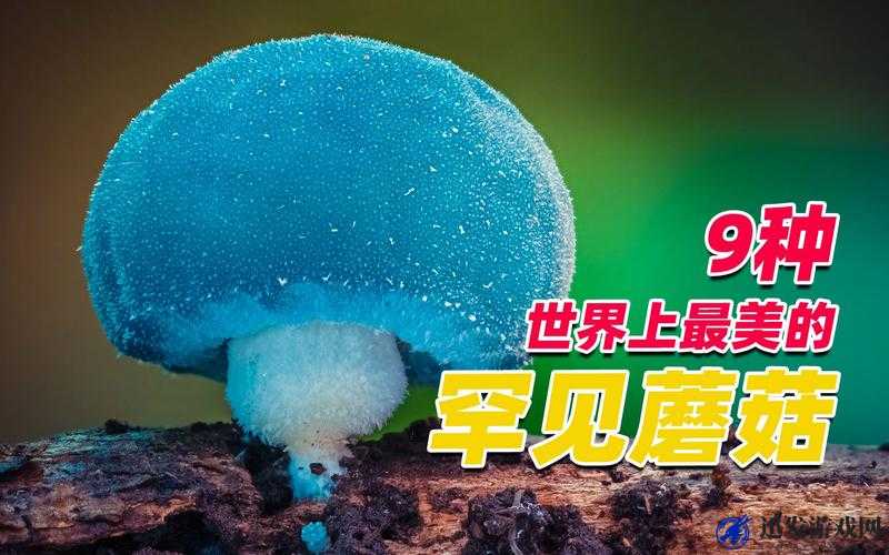 蘑菇视频老款：带你领略不一样的精彩视频世界